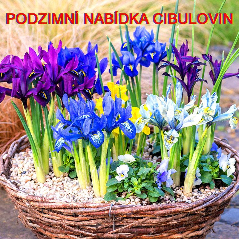 Podzimni Cibuloviny
