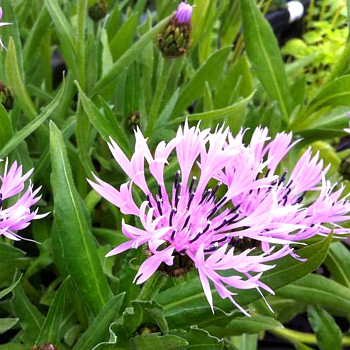 CHRPA HORSKÁ ´CARNEA´