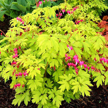 SRDCOVKA NÁDHERNÁ ´YELLOW LEAF´ kont. 2L