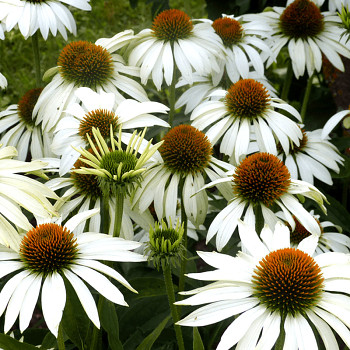 TŘAPATKA ´PRIMADONNA WHITE´ 