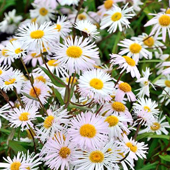 TURAN ´SOMMERNEUSCHNEE´
