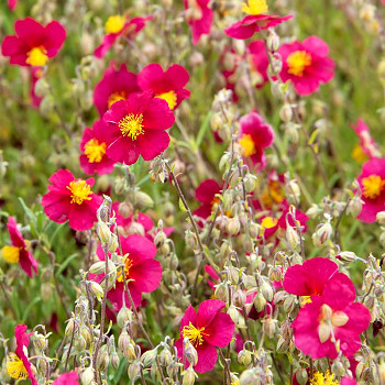 DEVATERNÍK ´SUPREME´