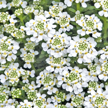 IBERKA ´SNOWFLAKE´
