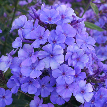 PHLOX ´SWEET SUMMER OCEAN´