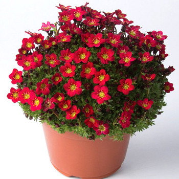 LOMIKÁMEN ´PIXI PAN RED´