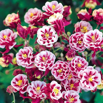 ORLÍČEK ´WINKY DOUBLE RED WHITE´