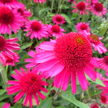 TŘAPATKA ´DELICIOUS CANDY´ kont. 1,2L