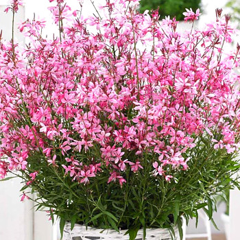 SVÍČKOVEC ´CHERRY BRANDY´