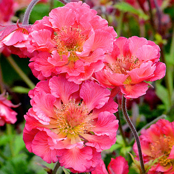 KUKLÍK ´PINK PETTICOATS´