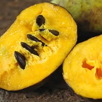 MUĎOUL - ASIMINA TRILOBA ´SWEET VIRGINIA´ROUBOVANÁ šlechtěná ko 3litry