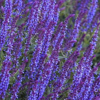 ŠALVĚJ HAJNÍ ´BLUE FIELD´