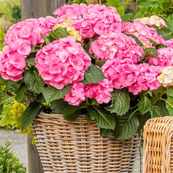 HORTENZIE REMBRANDT® ´DOLCE CHIC´ kont. 3L
