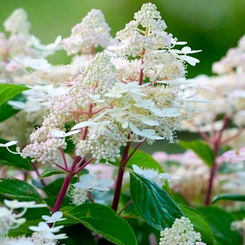 HORTENZIE ´EARLY HARRY ®´ kont. P9