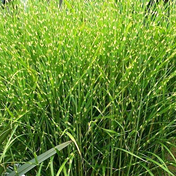 OZDOBNICE ČÍNSKÁ ´STRICTUS´ kont. 2L