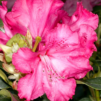 RHODODENDRON ´ANDANTINO´