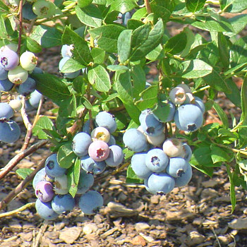 KANADSKÁ BORŮVKA ´GUPTON´- Raná