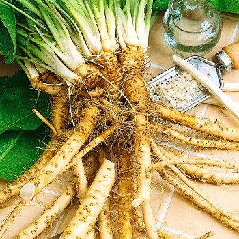 KŘEN SELSKÝ ´MEERRETTICH´