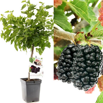 MORUŠE ČERNÁ ´MOJO BERRY´ kmínek 50cm	