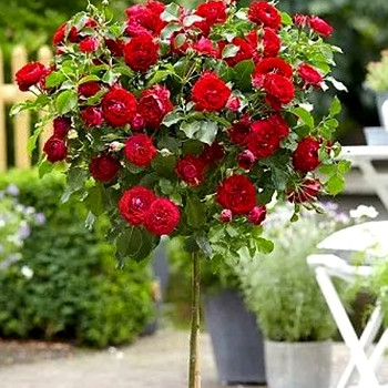 RŮŽE STROMKOVÁ TOPOLINA ČERVENÁ ´CUPIDO´ - kmínek 40cm