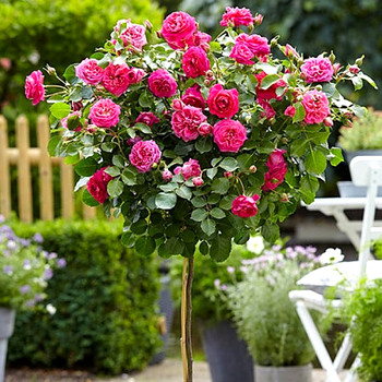 RŮŽE STROMKOVÁ TOPOLINA TMAVĚ RŮŽOVÁ ´TESSA´ - kmínek 40cm