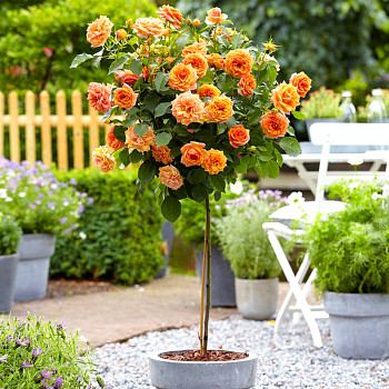 RŮŽE STROMKOVÁ TOPOLINA ORANŽOVÁ ´ORANGE DREAM´ -  kmínek 40cm