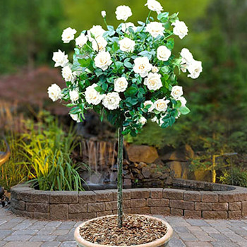 RŮŽE STROMKOVÁ TOPOLINA BÍLORŮŽOVÁ ´ROYAL WHITE´ - kmínek 40cm