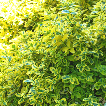 BRSLEN FORTUNEŮV  ´EMERALD 'N GOLD´