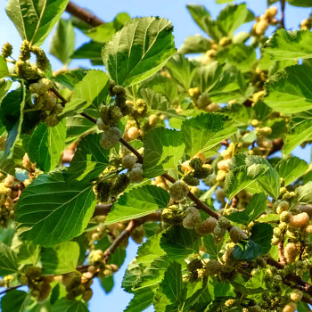 MORUŠE BÍLÁ - kmínek 100cm, kont. 10L