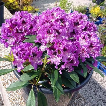 RHODODENDRON ´BLUE JUNGS´ kont. 4L