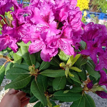 RHODODENDRON ´AZURRO´ kont. 2L