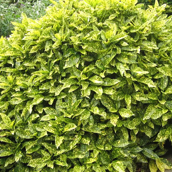 AUKUBA JAPONSKÁ ´VARIEGATA´ ko 2L