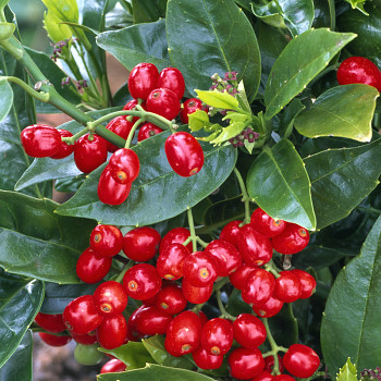 AUKUBA JAPONSKÁ ´ROZANNIE´ kont. 2L