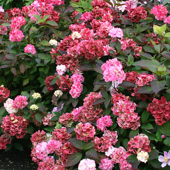 HORTENZIE HORSKÁ ´PREZIOSA®´ kont. 4L