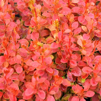 DŘIŠŤÁL THUNBERGŮV ´CORAL´® kont. 2,5L