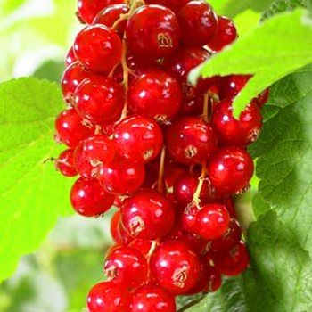 RYBÍZ ČERVENÝ JONKHEER - Stromkový km 60cm