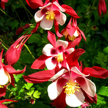 ORLÍČEK ´CRIMSON STAR´