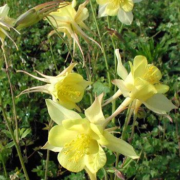 ORLÍČEK ´MAXI ( YELLOW STAR)´