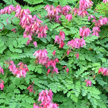 SRDCOVKA NÍZKÁ ´LUXURIANT´	