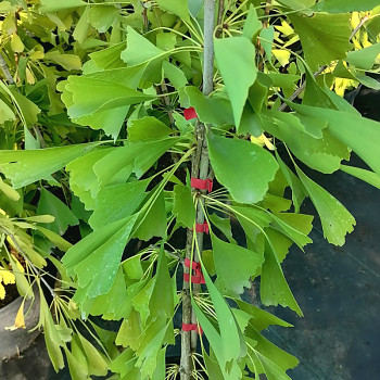GINKGO BILOBA ´SARATOGA´ ko 2,5L