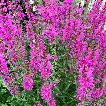 KYPREJ ´DROPMORE PURPLE´