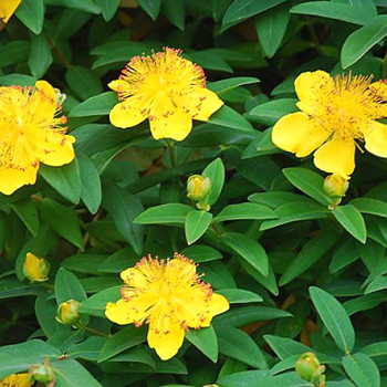 TŘEZALKA KALÍŠKATÁ  kont. 2L