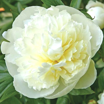 PIVOŇKA  ´DUCHESSE DE NEMOURS´