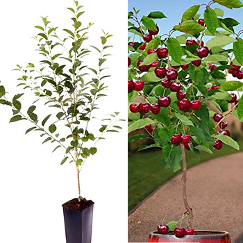 ZAKRSLÁ TŘEŠEŇ  - podnož Gisela5 kont. 6L