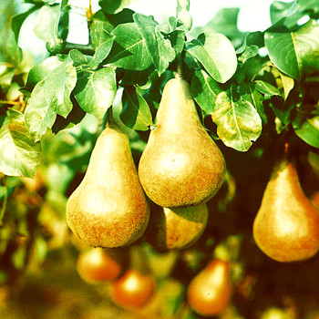 HRUŠEŇ AMFORA - Podnož hr. semenáč*