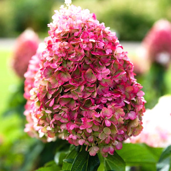HORTENZIE LATNATÁ ´PINK PROMISE®´ kont. 7,5L