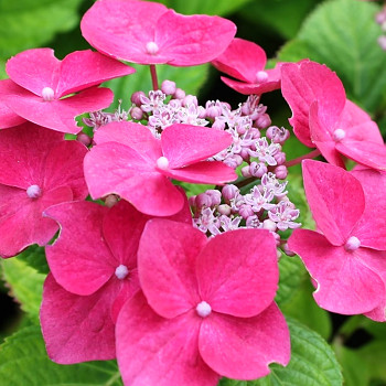 HORTENZIE ´TELLER PINK´ kont. P9
