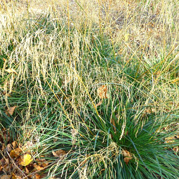 METLICE TRSNATÁ ´PÁLAVA´