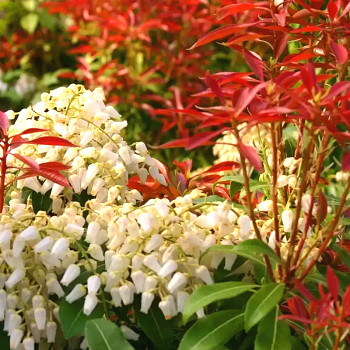 PIERIS ´RED MILL´