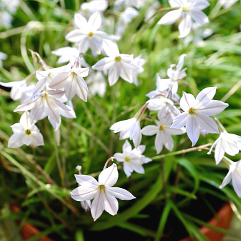 IPHEION ´UNIFLORUM ALBERT CASTILLO´ kont. 0,5L