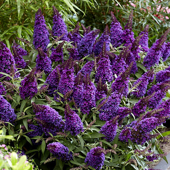 KOMULE DAVIDOVA ´BUTTERFLY CANDY´® LITTLE PURPLE kont. 2L